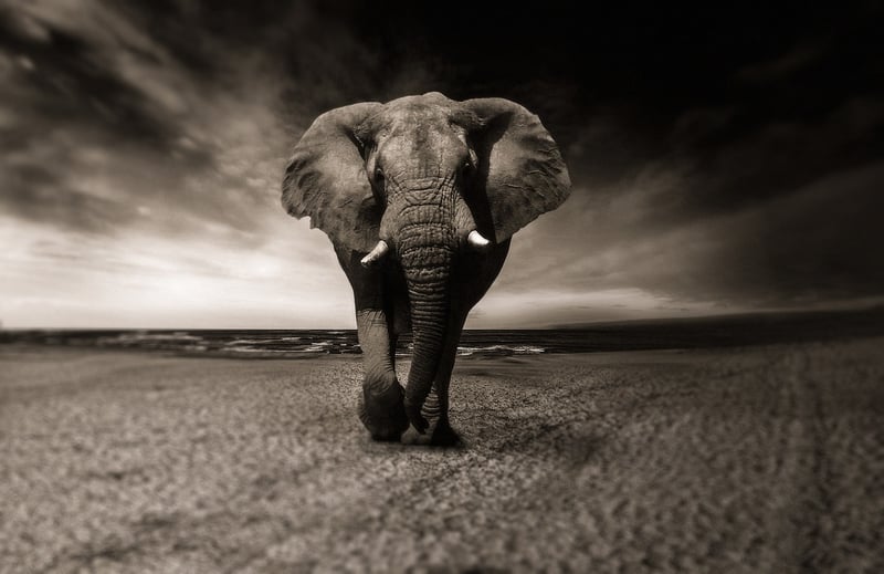 Elephant Safari